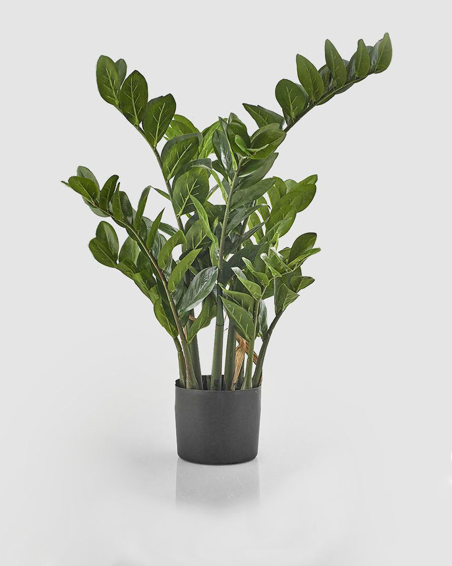 Zamioculcas c/ Vaso 90cm
