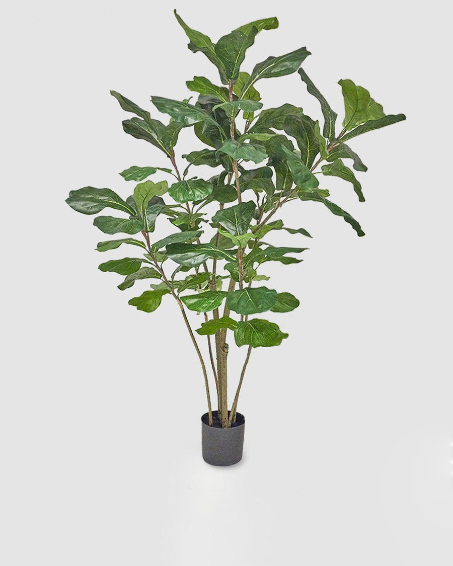 Figueira Lira c/ Vaso 180cm