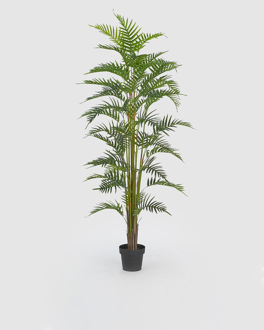 Palmeira Areca c/ Vaso 180cm