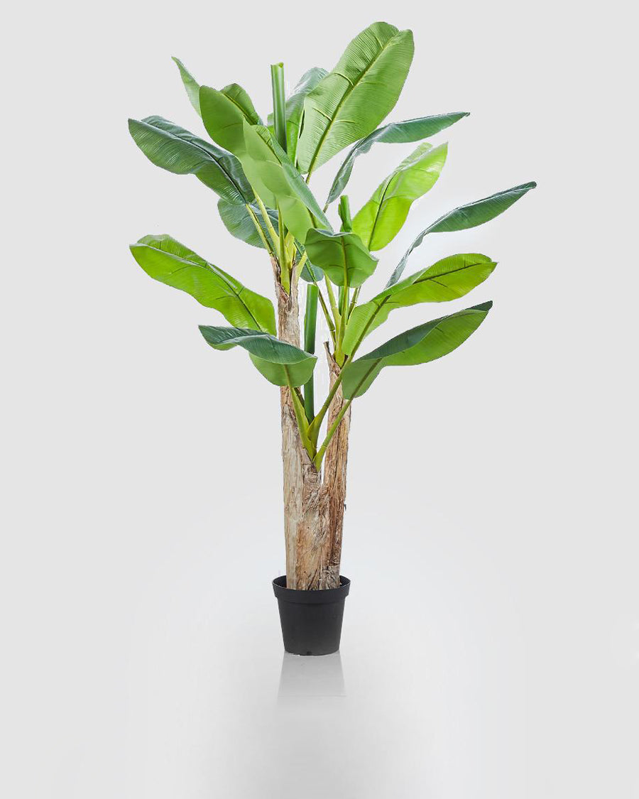 Bananeira c/Vaso 200cm