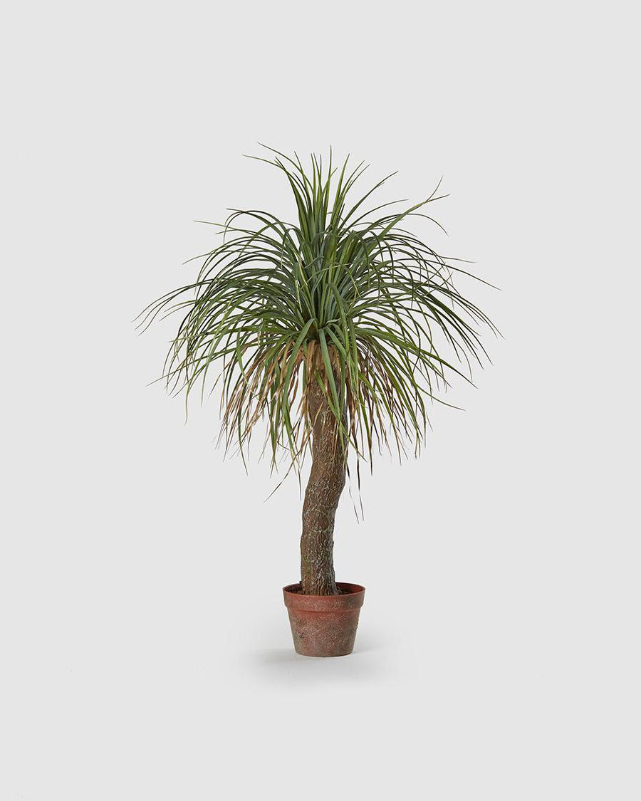 Beaucarnea c/Vaso 100cm