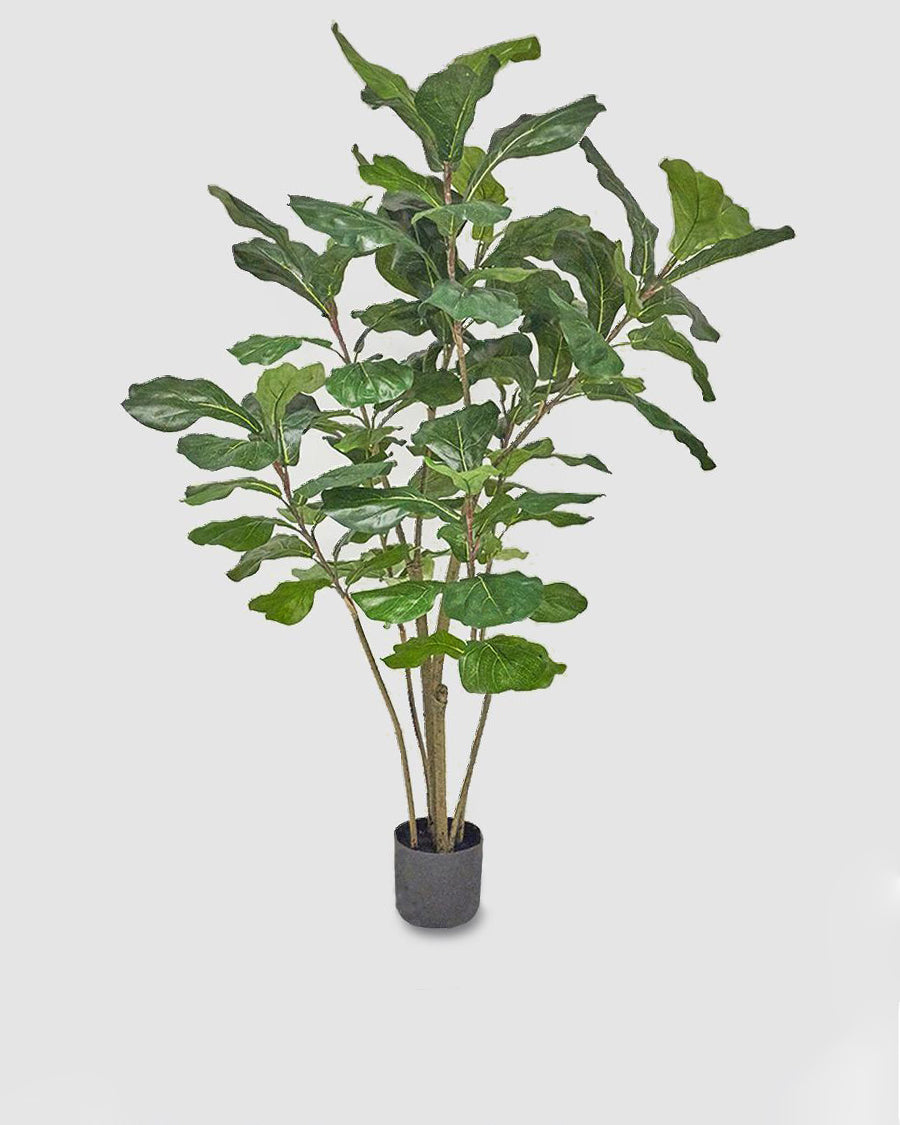 Figueira Lira c/Vaso 152cm