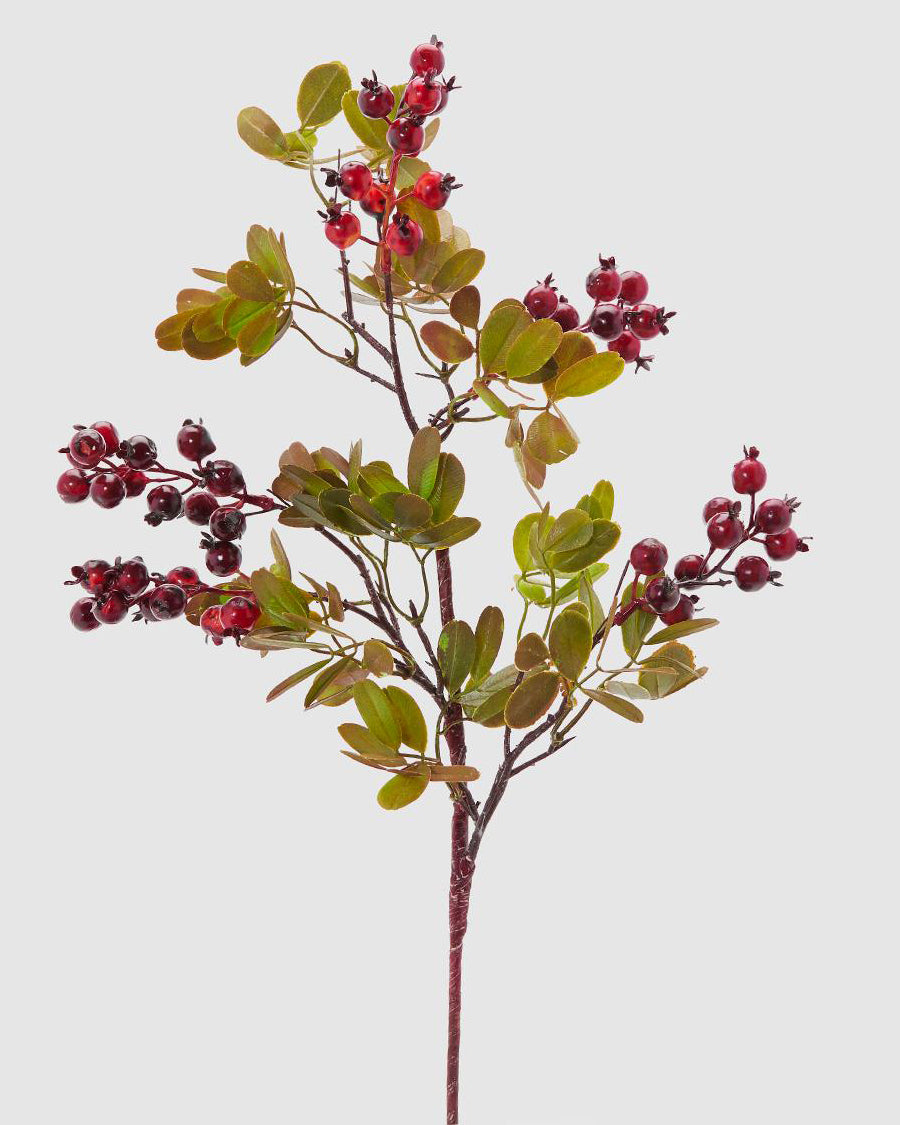 Lentischio Burgundy 56cm