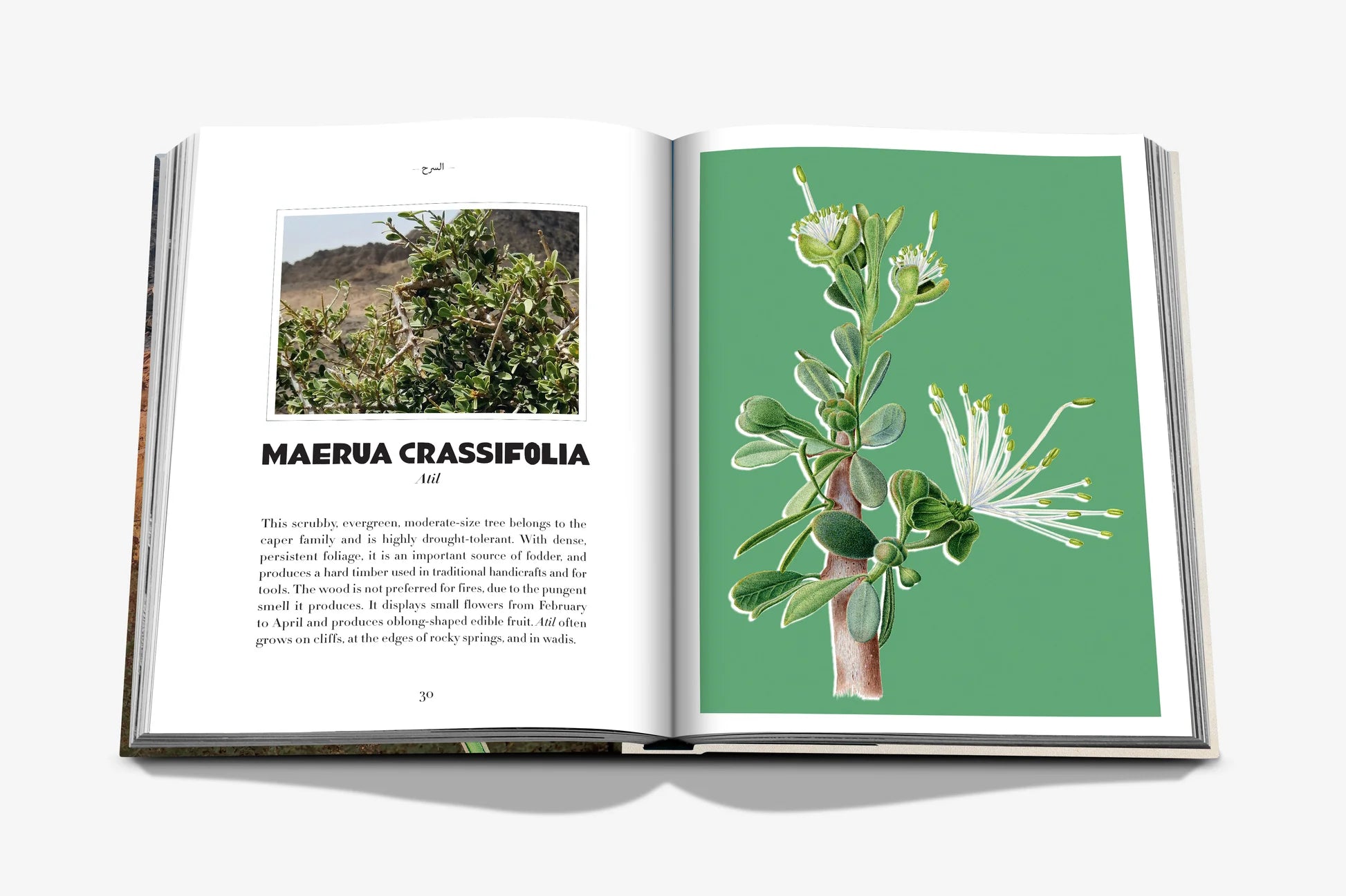 Livro Alula Flora