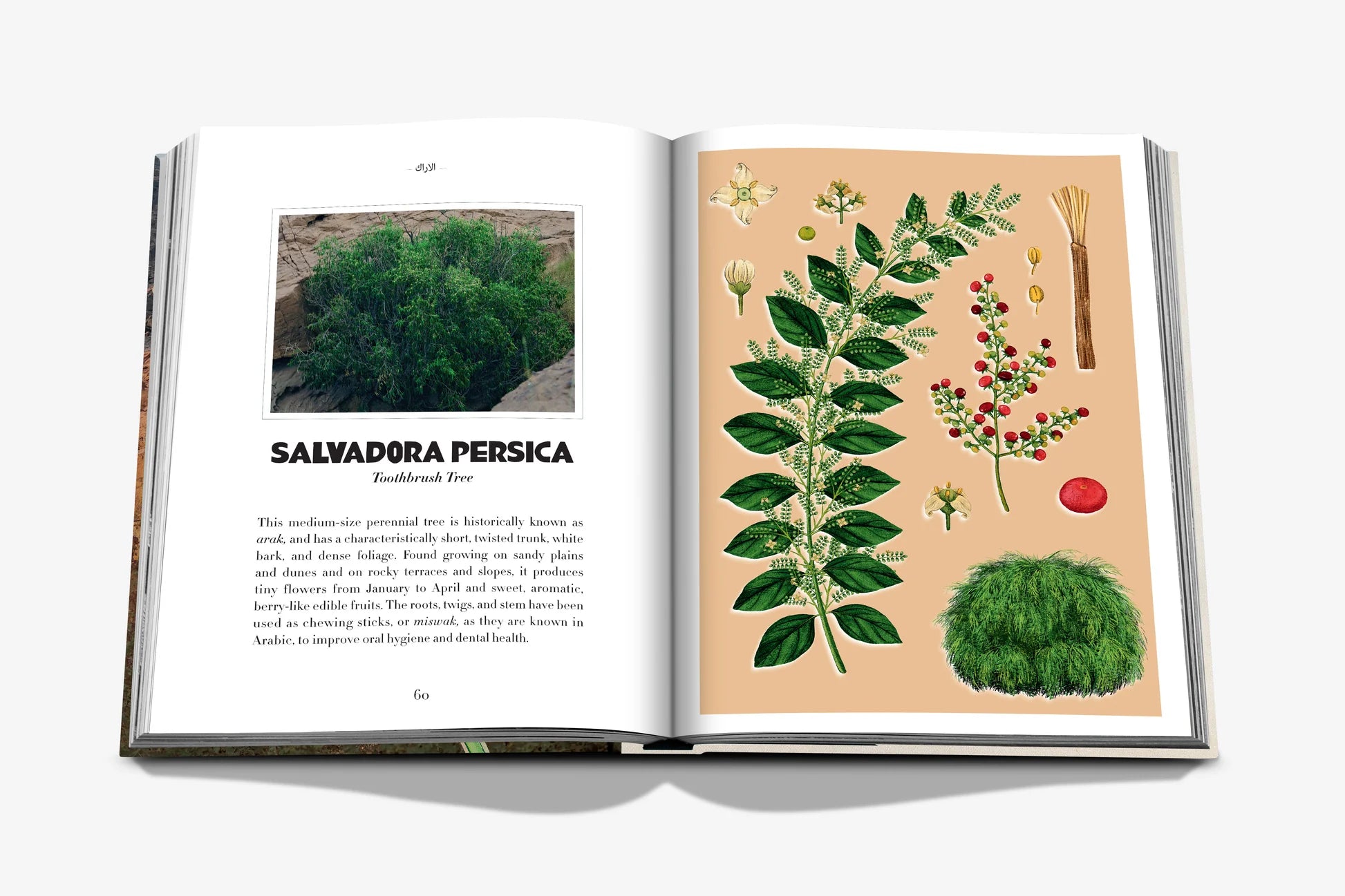 Livro Alula Flora