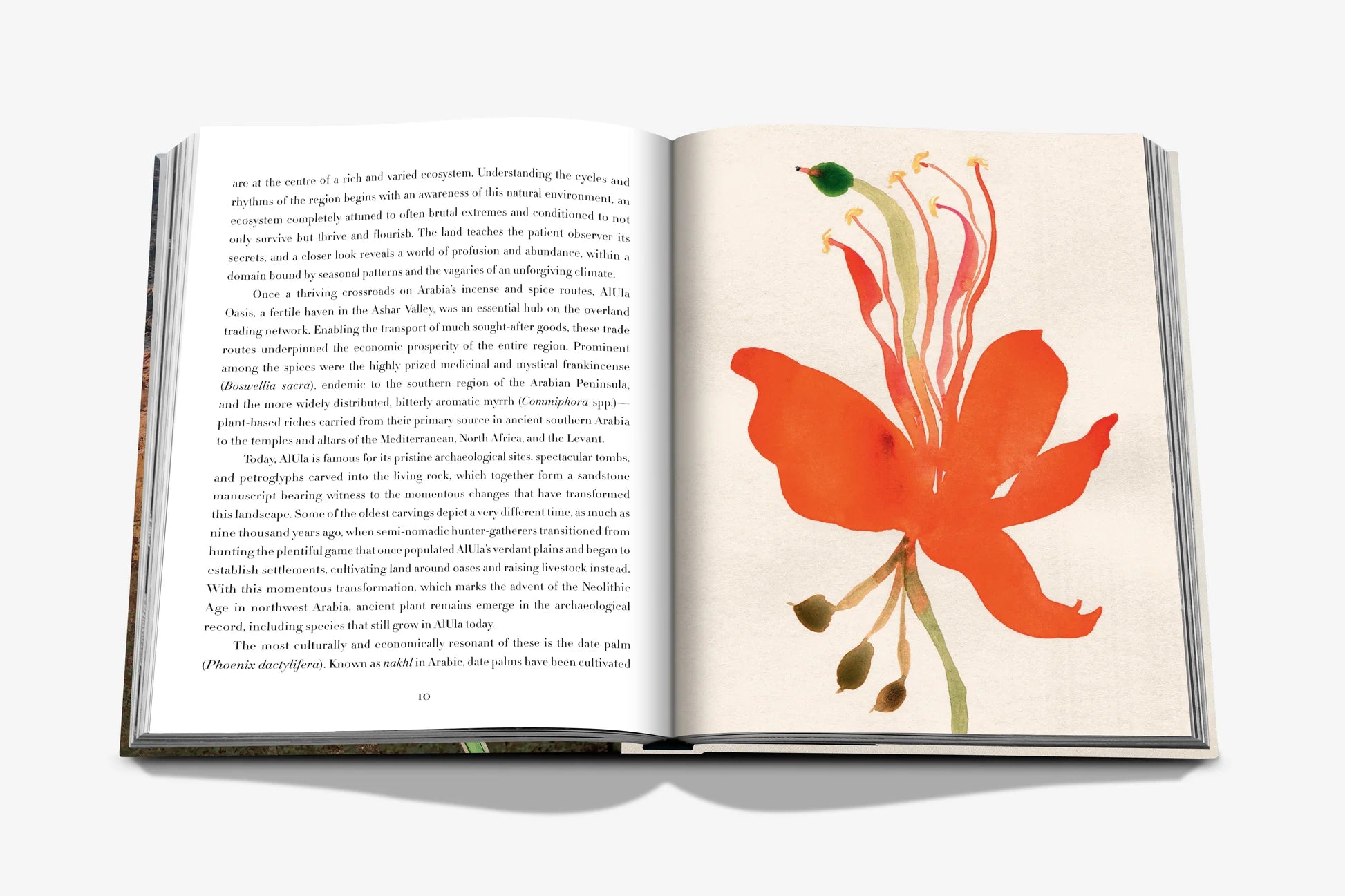 Livro Alula Flora