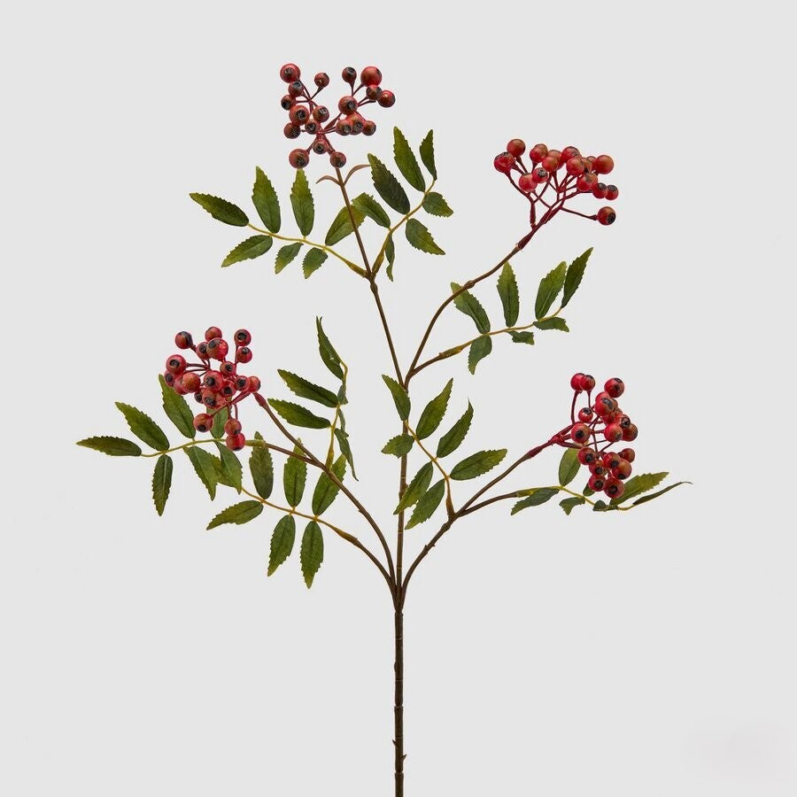 Azevinho Glory 70cm