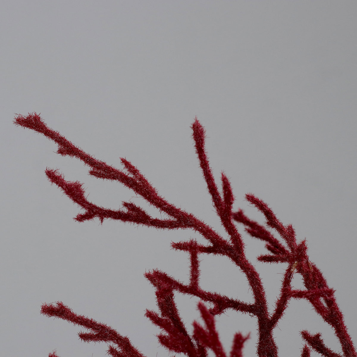 Ramo Coral 50cm