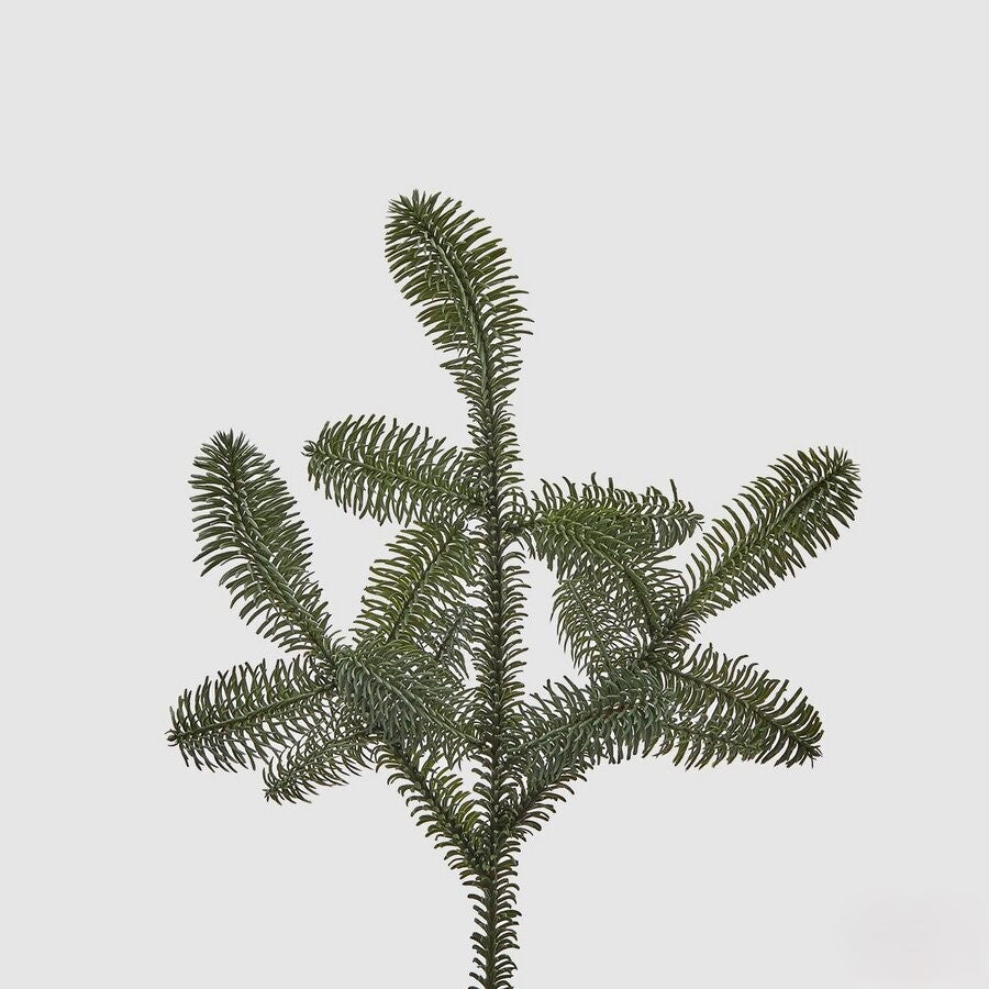 Haste de Pinheiro Nobilis West 52cm