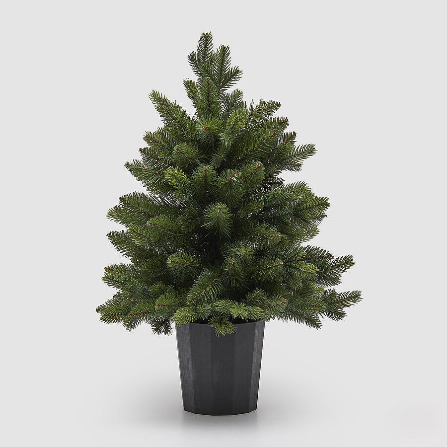 Pinheiro c/ Vaso 60cm