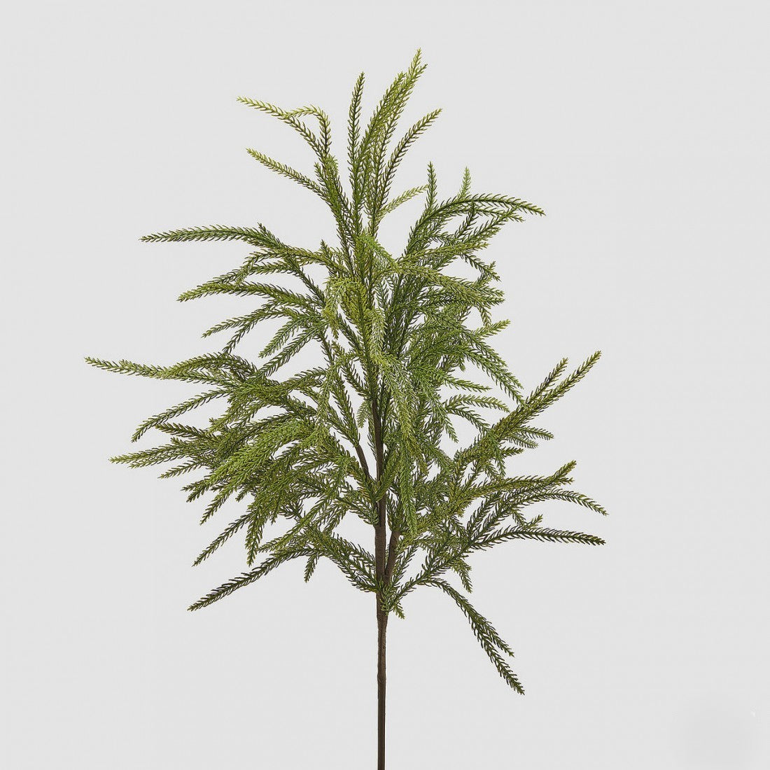 Ramo Cryptometria 71cm