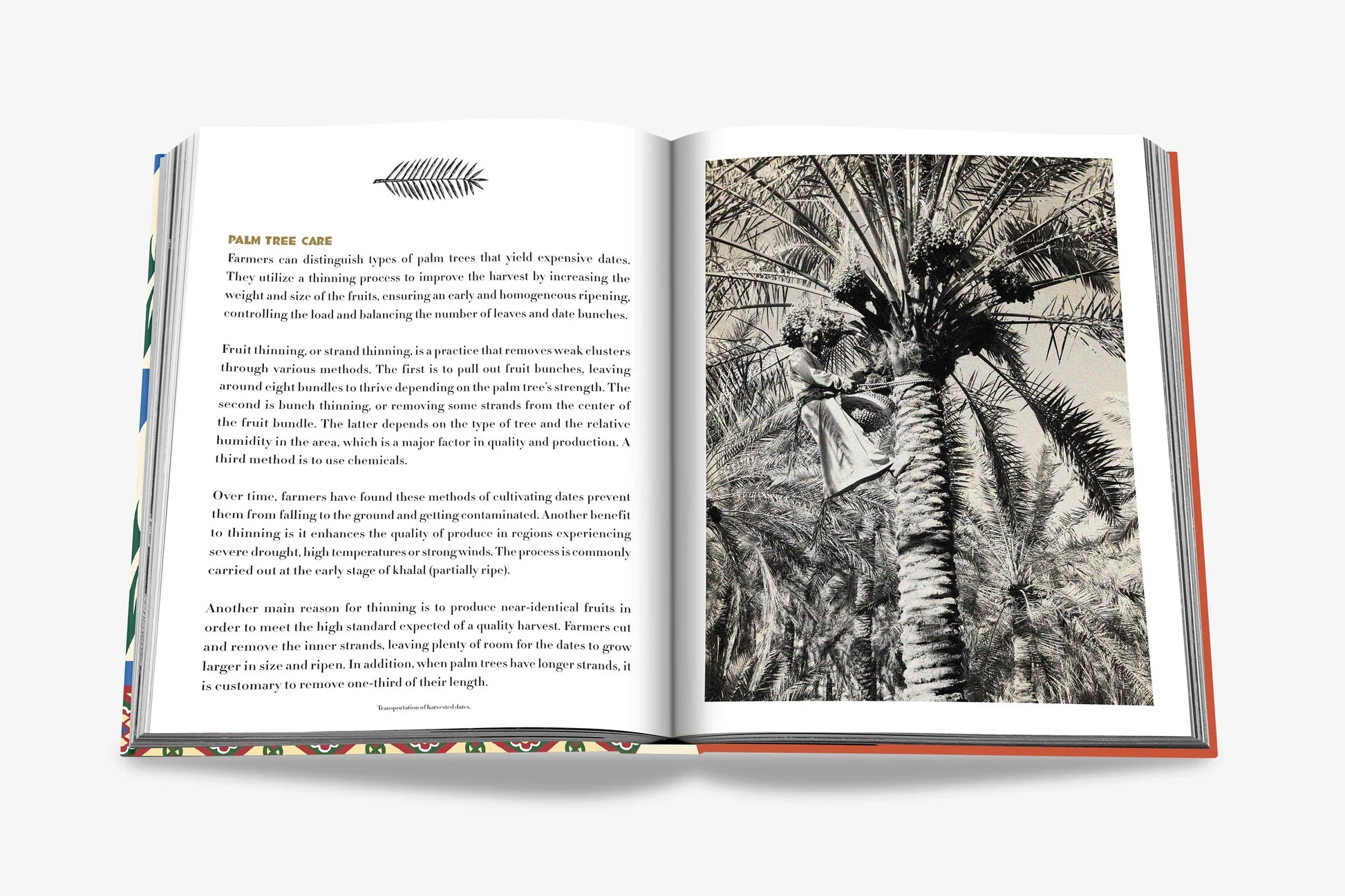Livro Saudi Dates: A Portrait of the Sacred Fruit