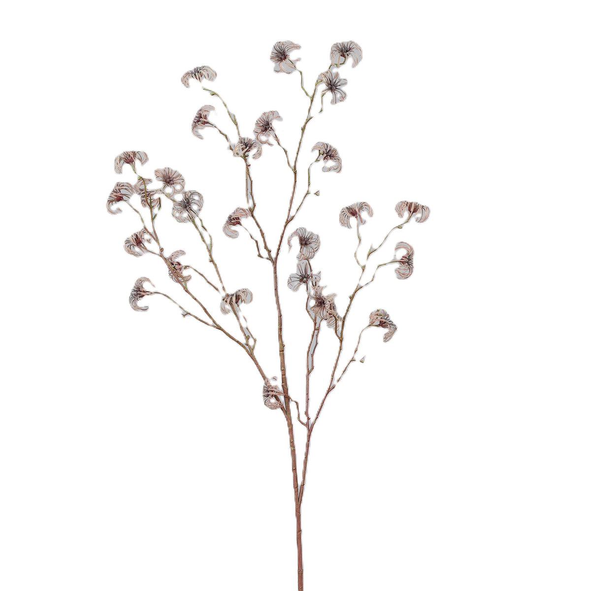 Haste frutos clemátide 116cm