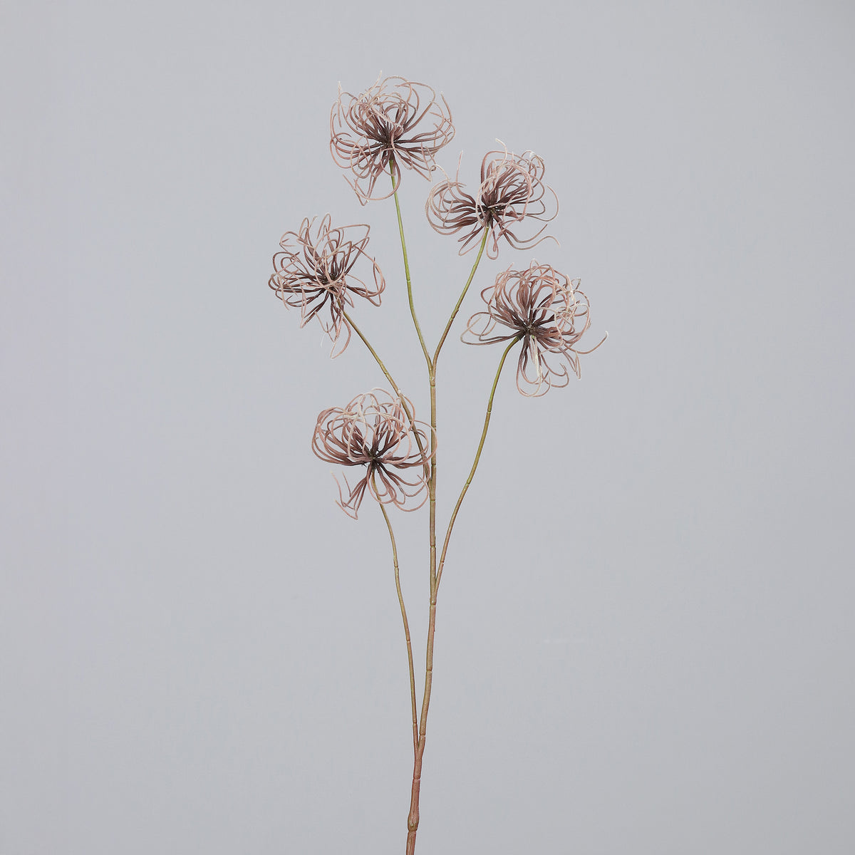 Haste frutos clemátide 95cm