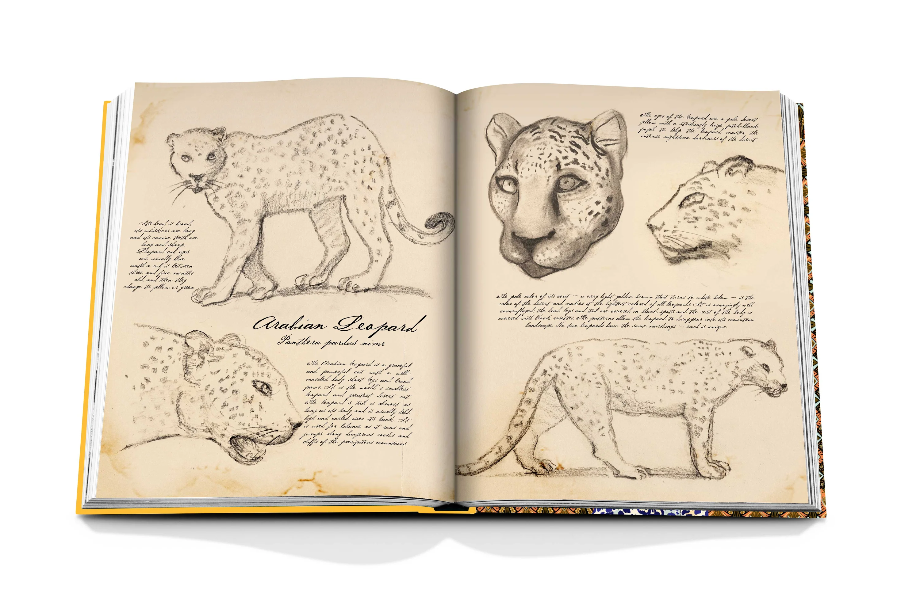 Livro Arrabian Leopard - Classic